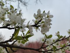 -北京西山国家森林公园