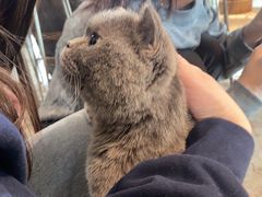 -more than meow吴止猫主题餐厅(承德 中船汇店)