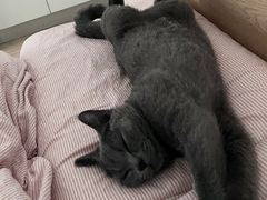 -喵zoo家庭繁育猫舍(尖东智能花园店)