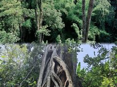 -西双版纳原始森林公园