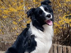 -宠福鑫动物医院(望京分院)