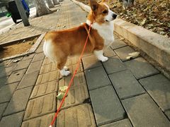 -宠福鑫康馨动物医院·骨科·眼科