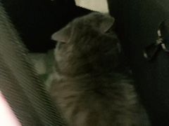 -PETKIT小佩宠物·低压洗护(国顺东路店)