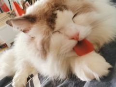 -宠爱国际动物医院·消化内科·心肾内科·ISFM猫友好(望京店)