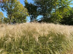 -永定河休闲森林公园