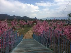 -丽江植物园