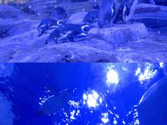 企鹅馆-上海海昌海洋公园