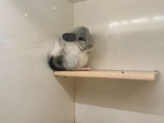 -龙猫仔乐园(惠福东路店)