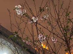 -金鸡湖桃花岛