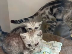 -唐小姐の私宠·宠物洗护美容·撸猫馆·购宠(周浦万达旗舰店)