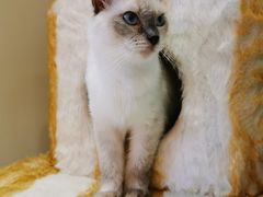 -藏猫猫咖啡主题馆(中央大道店)