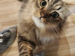 -喵小馆·猫咖狗咖猪咖·饮品店