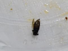 -枫千叶精致料理