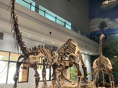 -自贡恐龙博物馆