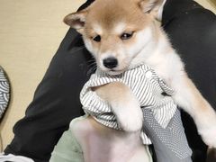 -逗柴咖啡屋·狗咖猫咖宠物桌游