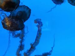 -太平洋海底世界