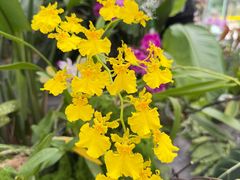 -上海鲜花港
