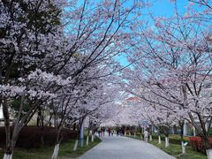 -高东镇樱花园