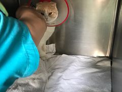 -纳吉亚猫专科动物医院博雅分院