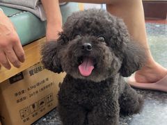 -瑞鹏宠物医院华南总院·夜诊·心脏科·骨科