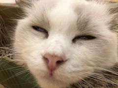 -momokira米努特·德文卷毛猫·棉花面纱犬