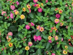-龙大花卉苗木市场