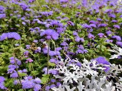 -黑龙江省森林植物园