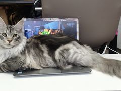 -十年猫舍·猫咪专门店(普陀店)