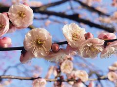 -梅花山(明孝陵内)