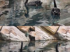 -上海海洋水族馆