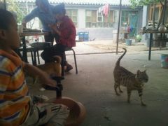 孩子&nbsp;猫&nbsp;狗&nbsp;-柳沟豆腐宴69号福豆堂