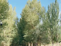 -金塔沙漠胡杨林景区