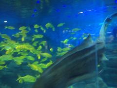 -烟台海昌鲸鲨海洋公园