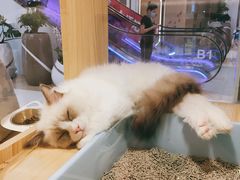 -屋虎猫馆(宝安大仟里店)