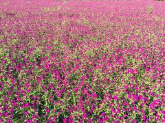 -紫海香堤香草艺术庄园