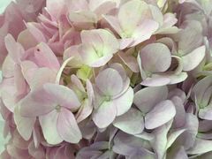 -Butchart布查德鲜花(花艺设计中心)