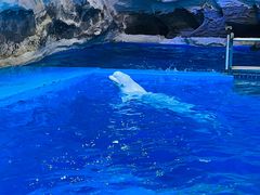 -海合安青岛极地海洋公园
