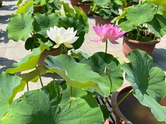 -莲花池公园