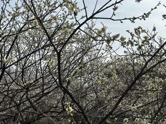 -无锡梅园公园