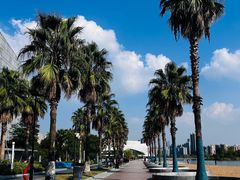 -金沙湖公园