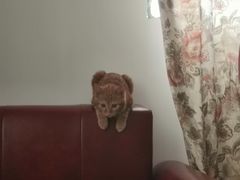 -爱侣宠医·鹦鹉专科·小型哺乳类·异宠专科(灵石路店)