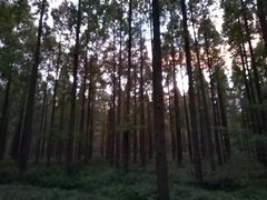 -黄海国家森林公园