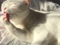 -阿昌烘焙