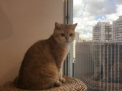-Heymao猫咖.咖啡厅(东门店)