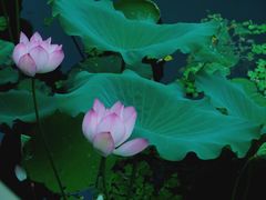 -荔湾湖公园