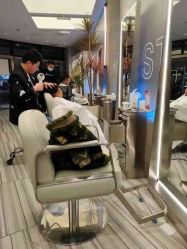 点击看大图 -PE SALON