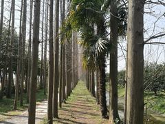 -上海长兴岛郊野公园