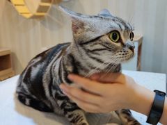 -宠爱国际动物医院·消化内科·心肾内科·ISFM猫友好(望京店)