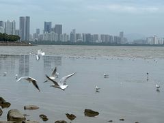 -深圳湾公园(南山区)