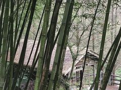 -都江堰中华大熊猫苑